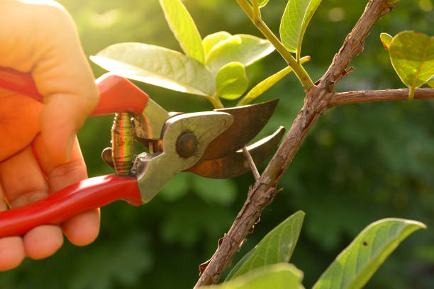 Best Commercial Tree Services  in USA